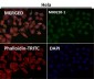 Anti-CD86/B7 2 Rabbit Monoclonal Antibody